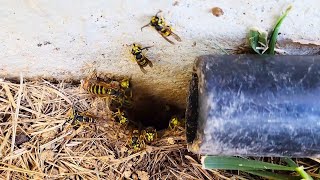 AGGRESSIVE Yellow Jackets Underground Nest ATTACK Wasp Nest Removal hornetking fyp viral [upl. by Maguire]