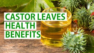 Discover the Health Benefits of Castor Leaves You Didnt Know About [upl. by Kania]