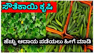 How to get more income in cucumber farming  ಸೌತೆಕಾಯಿ ಮಾರ್ಕೆಟಿಂಗ್ ಹೇಗೆ ಮಾಡುವುದುRaitaBanduchannel [upl. by Maggio718]