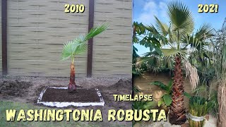 11 Years Timelapse of my Mexican fan palm  Belgium [upl. by Fedak]