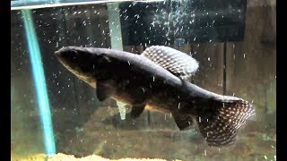 Big Black Wolf fish in Attack mode Hoplias Curupira [upl. by Asusej]