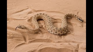 Dubai desert snake Cerastes [upl. by Magdau]