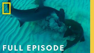 Ultimate Shark Showdown Bull Shark vs Hammerhead Full Episode  National Geographic [upl. by Jeanie70]