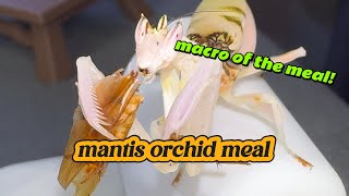 mantis orchid meal Hymenopus coronatus [upl. by Cirda]