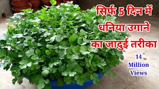 मात्र 5 दिन में धनिया उगाने का जादुई तरीक । How to grow coriander at homedhaniya kaise ugayein [upl. by Surdna]