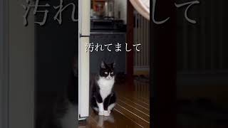 借りてきた猫が目で訴えてくるからアフレコしてみたって話 猫 アフレコしてみた [upl. by Eddy246]