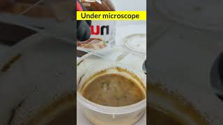 Under microscope viralreelschallenge undermicroscope youtubeviralshorts [upl. by Newnorb647]