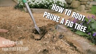 How to Root Prune a Fig Tree [upl. by Ivgnout867]