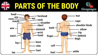 Parts of the body in English  Human body parts names vocabulary [upl. by Nalad]