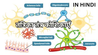 तंत्रिका तंत्र कोशिकाएँ Neuroglia Oligodendrocytes Astrocytes Microglia Ependymal Schwann Satellite [upl. by Maxima464]