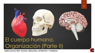 Organización del cuerpo humano Parte 2 [upl. by Lyrahs]