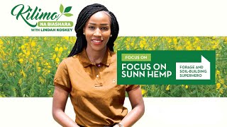 Focus On Sunn Hemp Farming  Kilimo Na Biashara [upl. by Norha]