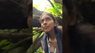 Best waterfall hikes in Oahu Lulumahu Falls hawaii thingstodoinhawaii [upl. by Starla620]