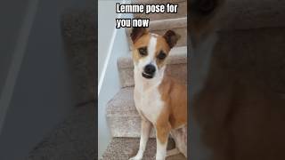 😂which pose is your favorite 😂funnydog puppy cute dog [upl. by Zuzana40]