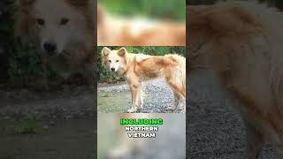 Meet the Lài Dog  The Indochina Dingo [upl. by Clover747]