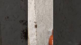 How To Make Homemade ANT KILLER [upl. by Middendorf528]