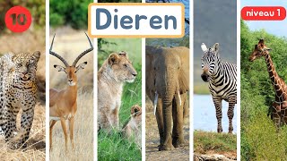 Thema 10  Dieren  Woordenschat  Niveau 1 [upl. by Sink783]