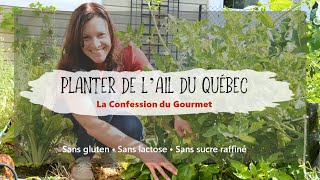 Planter de lail du Québec [upl. by Justino]