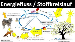 Energiefluss  Stoffkreislauf im Ökosystem Biologie Ökologie Oberstufe [upl. by Margalit807]