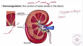 Lesson 5 Part 1 Osmoregulation amp Regulation of Salt [upl. by Pincince]