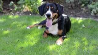 Der Entlebucher Sennenhund [upl. by Keane]