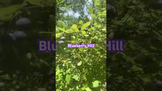 Blueberry Hill [upl. by Brunhilda]