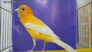 Most beautiful ready male canary to breed  Training songs [upl. by Eceerahs624]