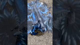 The Mysterious Life of Blue Sea Dragon Sea Slug seaanimals [upl. by Rossie]