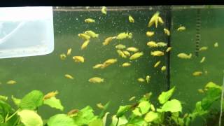 1 14quot Pseudotropheus saulosi fry feeding [upl. by Pritchett]