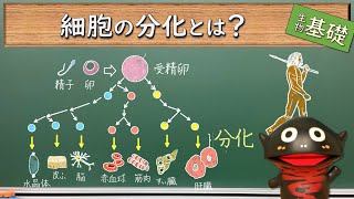 細胞の分化とは？【76生物基礎】新課程対応 [upl. by Rambow384]