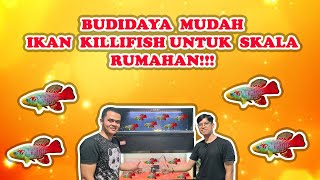 BUDIDAYA MUDAH IKAN KILLIFISH RED GUENTHERI UNTUK SKALA RUMAHAN [upl. by Naed]