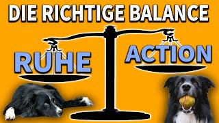 So viel Auslastung und Ruhe braucht dein Hund  der richtige Weg [upl. by Ecreip]