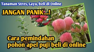 Cara pemindahan tanaman apel puji beli di online [upl. by Farrica]