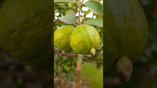 Fresh Guava In My 🏠garden nature food youtube shorts [upl. by Entirb561]