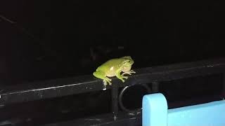 Green tree frog calling loudly [upl. by Skyla]