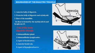 17 Digastric triangle [upl. by Ofloda]