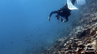 Balaenna Wreck  Daily Dive 33  mergulho de dia 08092024  Hurghada  Egito ðŸ¤¿ [upl. by Penthea439]