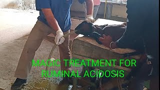 Magic treatment of goat acidosis Ruminal Acidosis Goat Acidity [upl. by Barri]