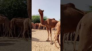 Funny meeting styles Camel [upl. by Naletak]