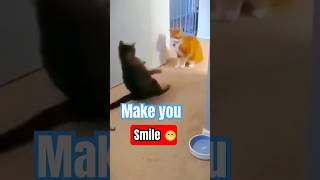 These cats make you smile cat cats funnycats [upl. by Emiline]