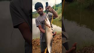 Big size cat fishfishing video fishing fish shorts [upl. by Nelrsa]