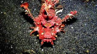 Giant Devil Scorpion Fish Indonesia [upl. by Williamsen460]