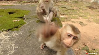 🔴 Live  our adorable monkey and baby monkey reaction today [upl. by Rats691]