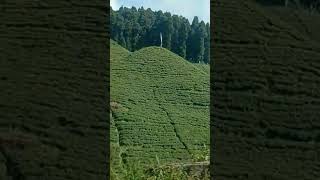 Darjeeling green hill  shorts youtubebestshots darjeelingtour bollywood hindifilm [upl. by Cila]