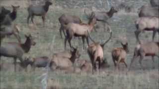 Elk Hunting UtahShane Scott Outfitting [upl. by Eydnarb666]