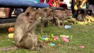 Lopburi Monkey FestivalThailand amp Thai Festival Guide โต๊ะจินพี่จ๋อ ลพบุรี [upl. by Gaston]