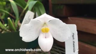 OrchidWeb  Paph thaianum [upl. by Aidnis]