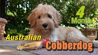 Australian Cobberdog Labradoodle MIA  4 Monate alt [upl. by Letsyrhc840]