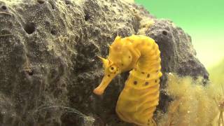 Seahorse Birth and CourtshipWild footage [upl. by Thora832]