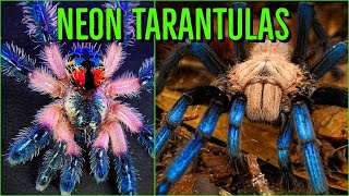 Top 10 COLORFUL Tarantulas  Beautiful Jewel Spiders [upl. by Annauj]